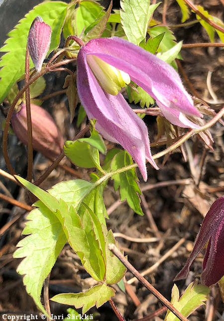 Clematis ochotensis, ohotankrh